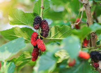 Close-up of red berries growing on plant