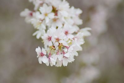 Close-up of white flowers blooming on tree