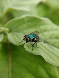 Close-up of fly on leaf