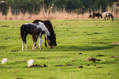 Horses grazing in a field