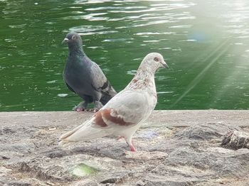 Ducks on lakeshore