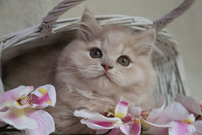 Close-up of cat with pink flower