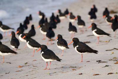 Flock of birds on beach