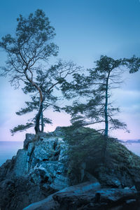 Low angle view of trees against sky