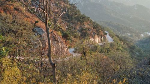 Scenic view of tree mountains