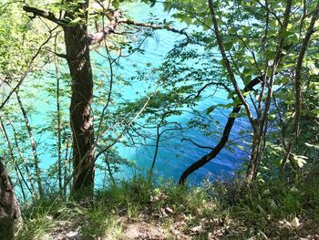 Trees by lake in forest