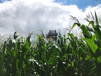 Plants growing on field against sky