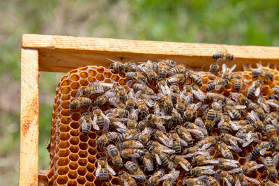 Close-up of bee on field