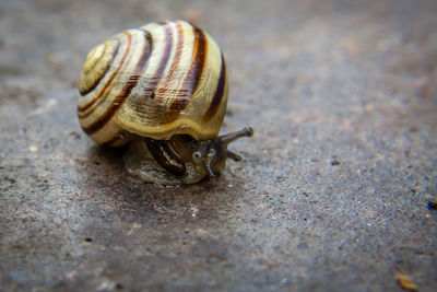 Close-up of snail on white surface