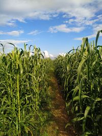 Plants growing on field against sky