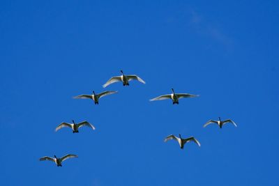 Low angle view of seagulls flying