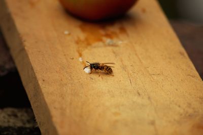 High angle view of spider on wood