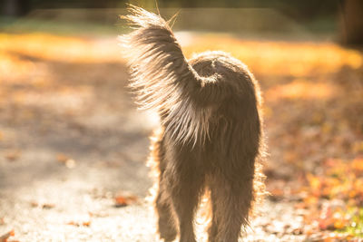 Dog running on field