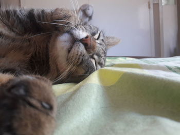 Close-up of cat relaxing on bed