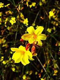 Close-up of yellow flowers blooming outdoors