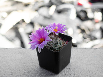 Close-up of pink flower pot