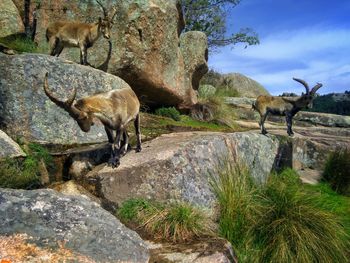 Mountain goats standing on rocks