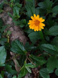 Close-up of yellow flowers blooming outdoors