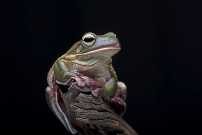 Close-up of frog on black background