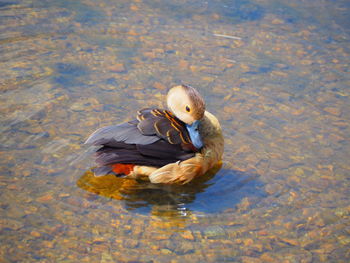 Duck swimming in lake