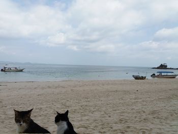 Dogs on beach against sky