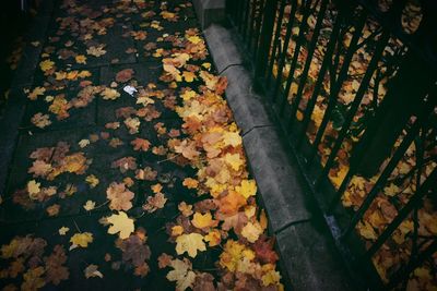 Autumn leaves on footpath by railing