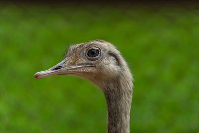 Close-up of a bird looking away