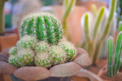 Close-up of succulent plant