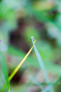 Close-up of insect on grass