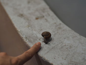 Cropped hand pointing at snail on railing