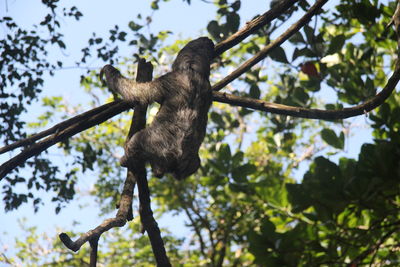 Low angle view of sloth climbing tree