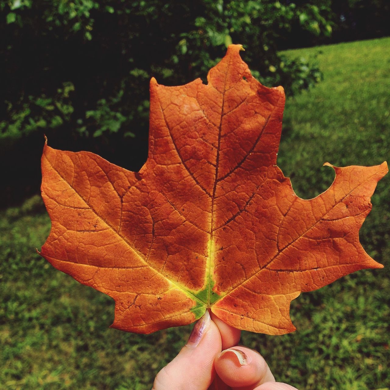 person, leaf, leaf vein, autumn, part of, holding, human finger, close-up, focus on foreground, unrecognizable person, cropped, change, maple leaf, personal perspective, season, orange color, dry