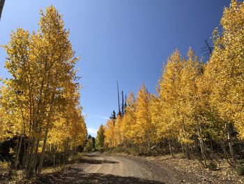 Road amidst trees against clear sky during autumn