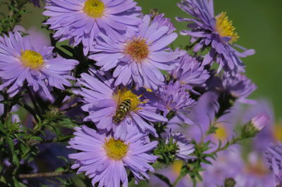 Close-up of bee pollinating on purple flower