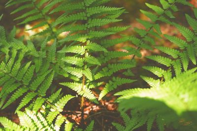 Close-up of fern leaves