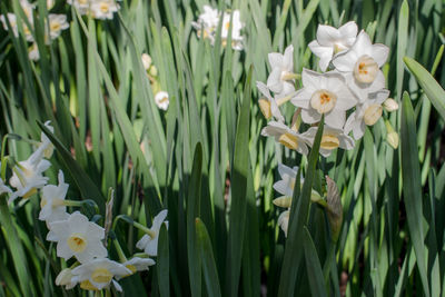 Close-up of white flowering plants on field