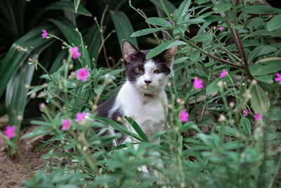 Portrait of cat by flower plants