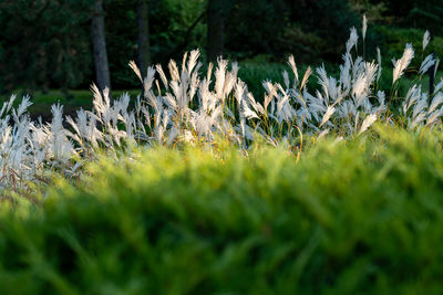 grass