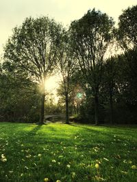 Trees on field against sky