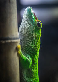 Close-up of green lizard