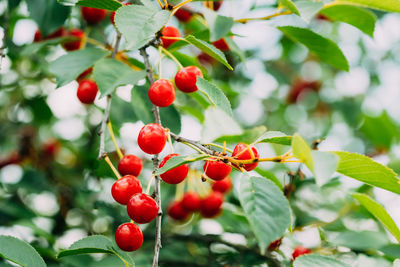 Close-up of red berries growing on tree