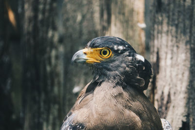 Close-up of a bird looking away