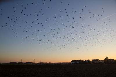 Flock of birds flying over the sky