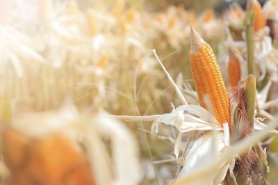 Fresh corn on a stalk in cornfield and sunny day