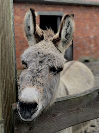 Close-up of a horse in pen