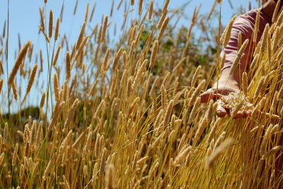 Cropped hand of person touching wheat plants on sunny day