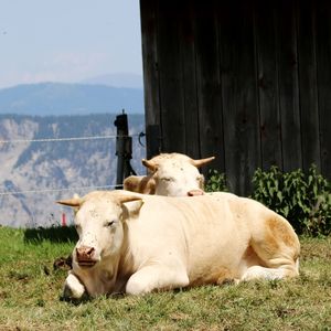 Cow resting in a field