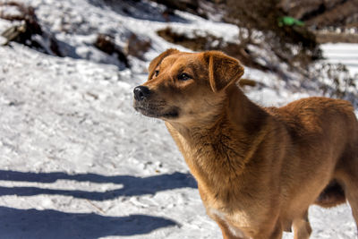 Dog looking away on snow