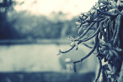 Close-up of snow on tree during winter