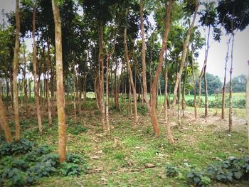 Trees in forest